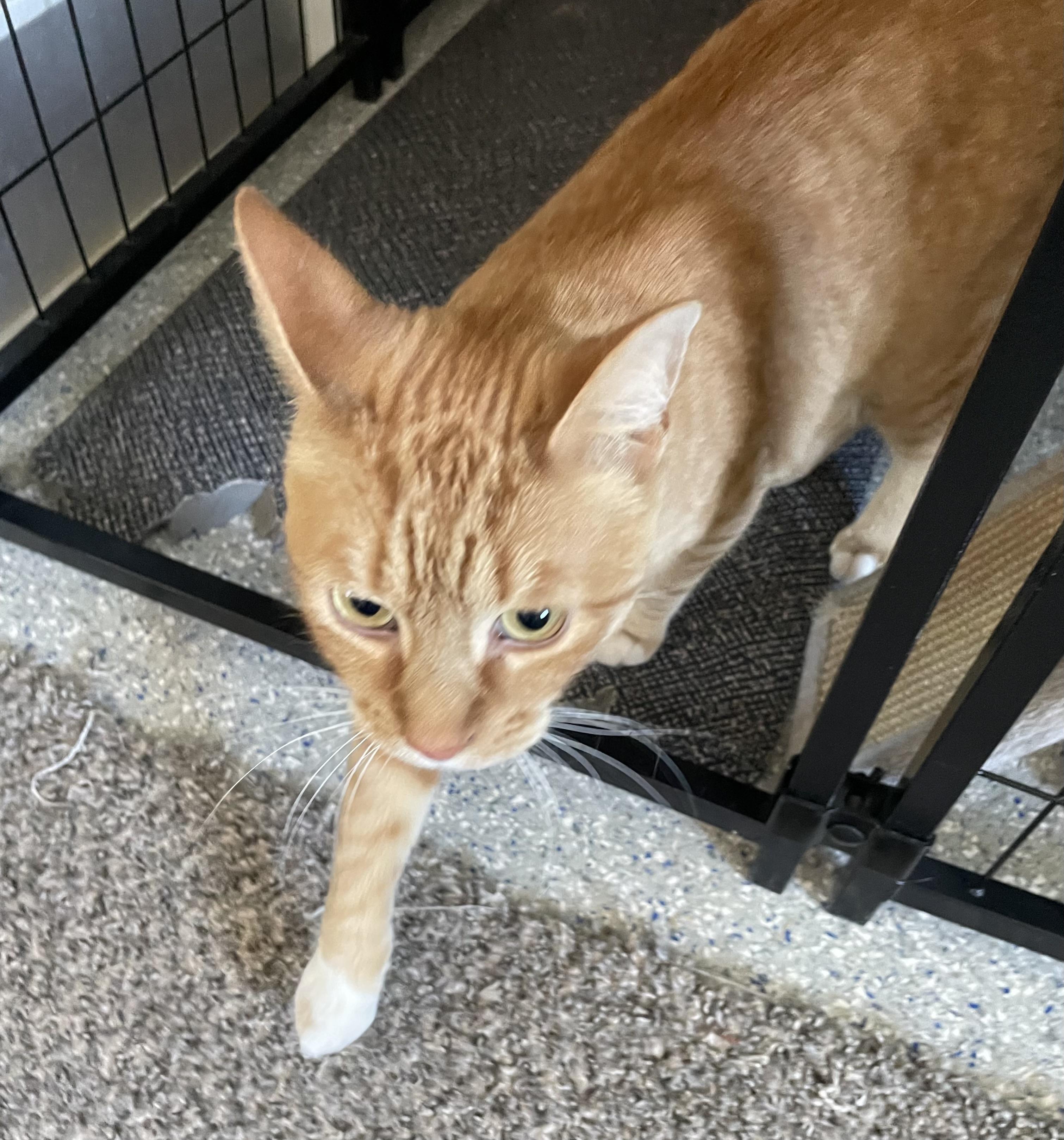 Enlarge Sammy, an adopted Domestic Short Hair in Carson City, NV image 2/2