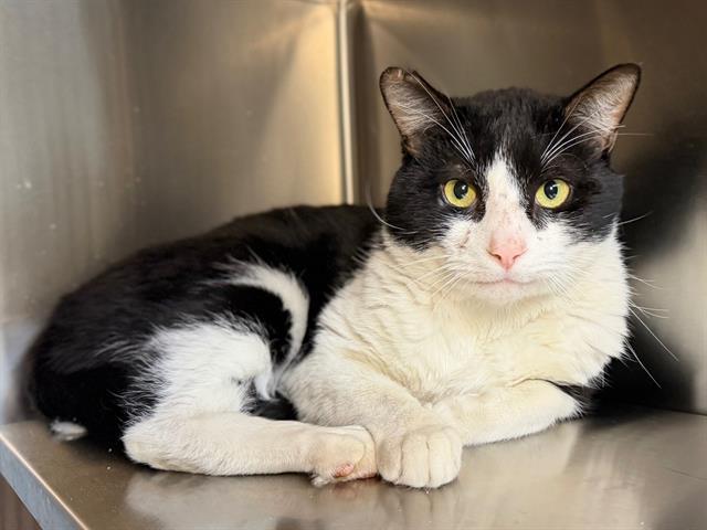 LENNY, Adoptable, Adult Male Domestic Short Hair.