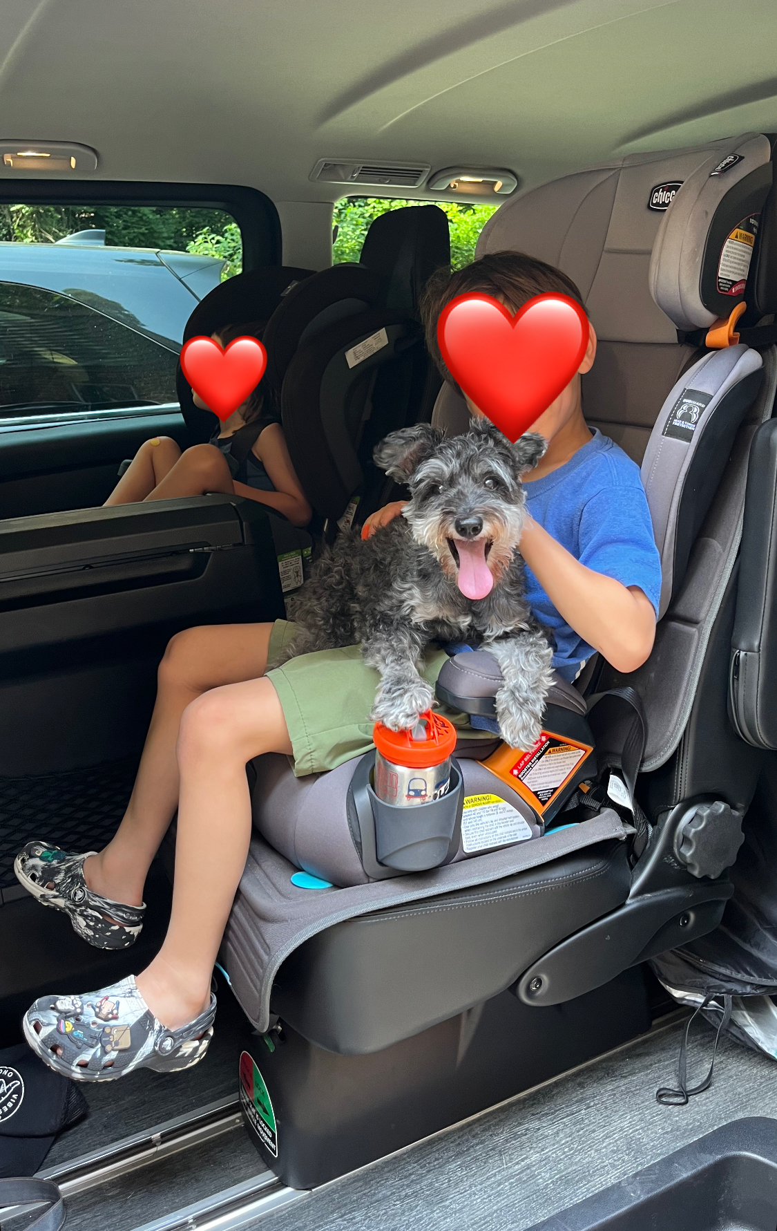 Enlarge Maggie, a Adopted Schnauzer in Richmond , VA image 5/5