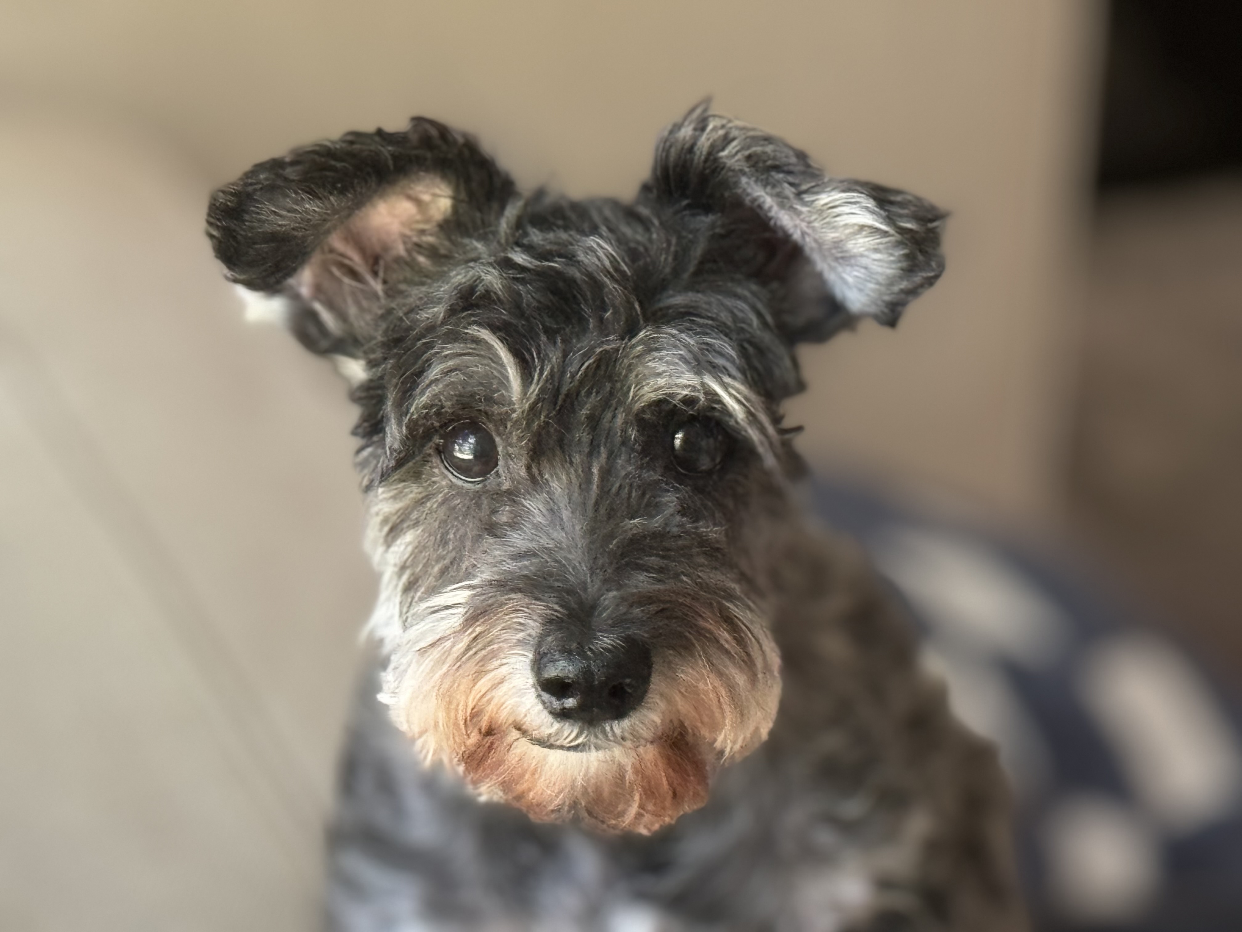 Maggie, Adopted, Senior Female Schnauzer.