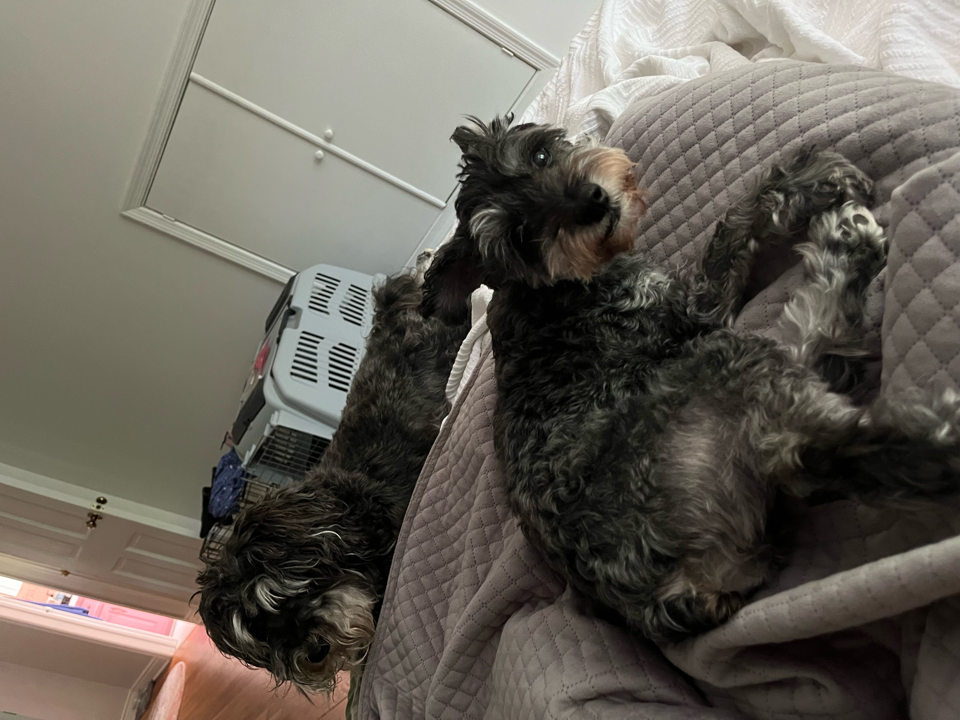 Enlarge Maggie, a Adopted Schnauzer in Richmond , VA image 2/5