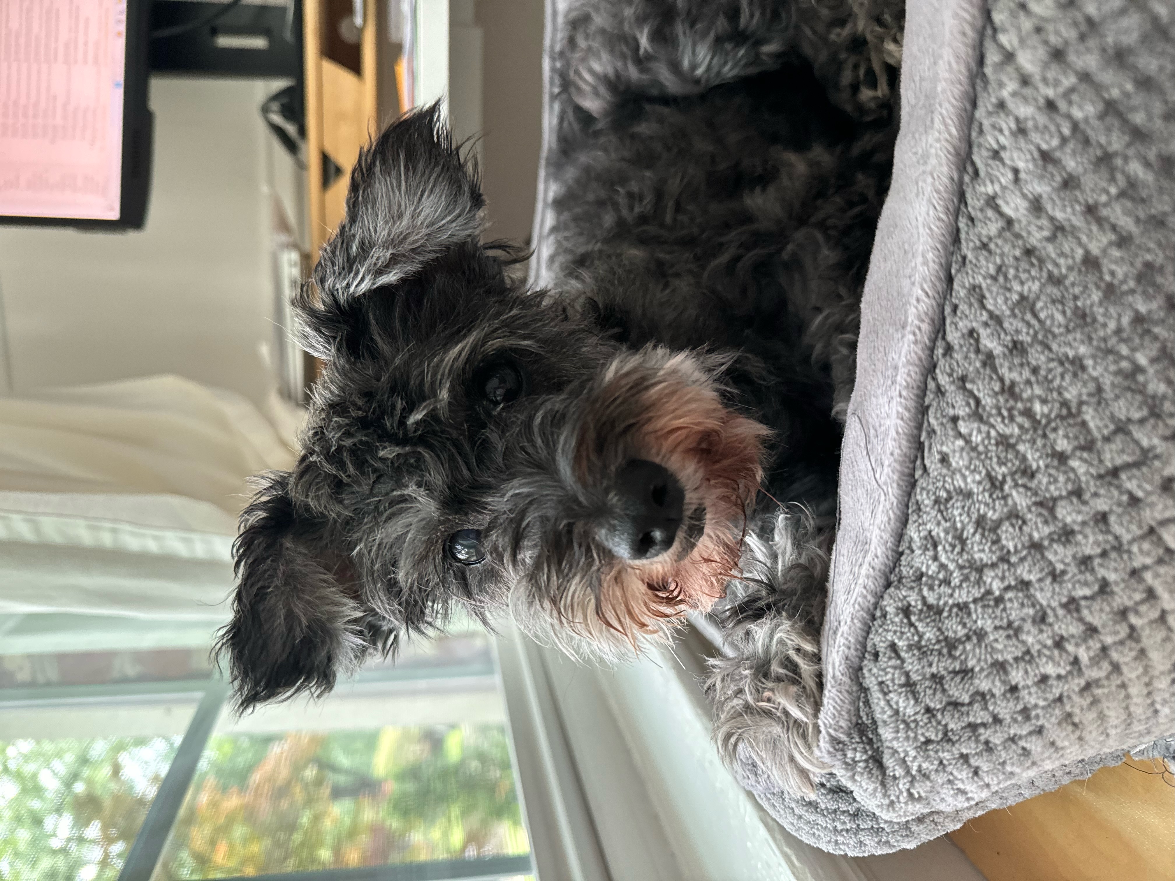 Enlarge Maggie, a Adopted Schnauzer in Richmond , VA image 4/5