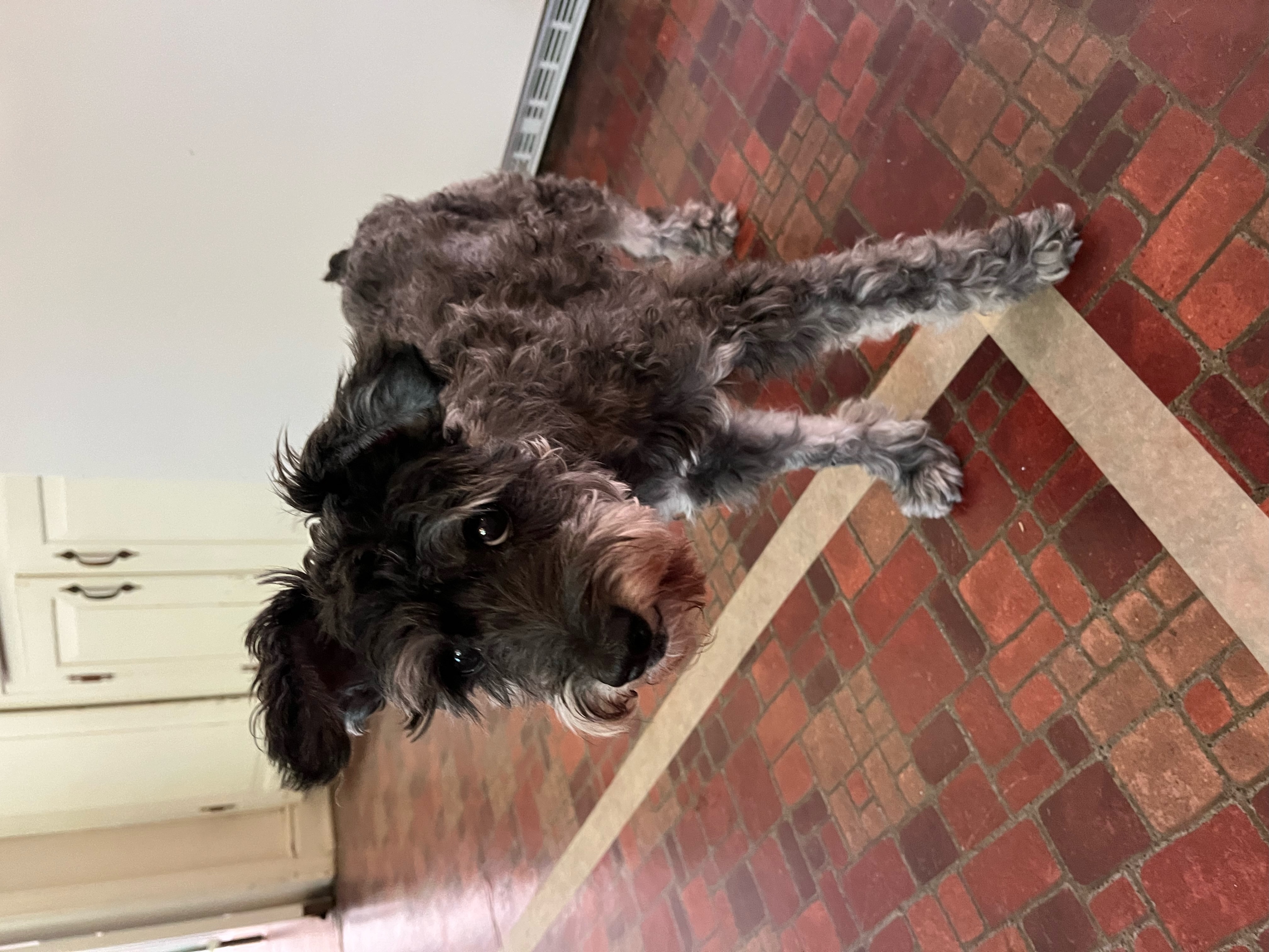 Enlarge Maggie, a Adopted Schnauzer in Richmond , VA image 3/5