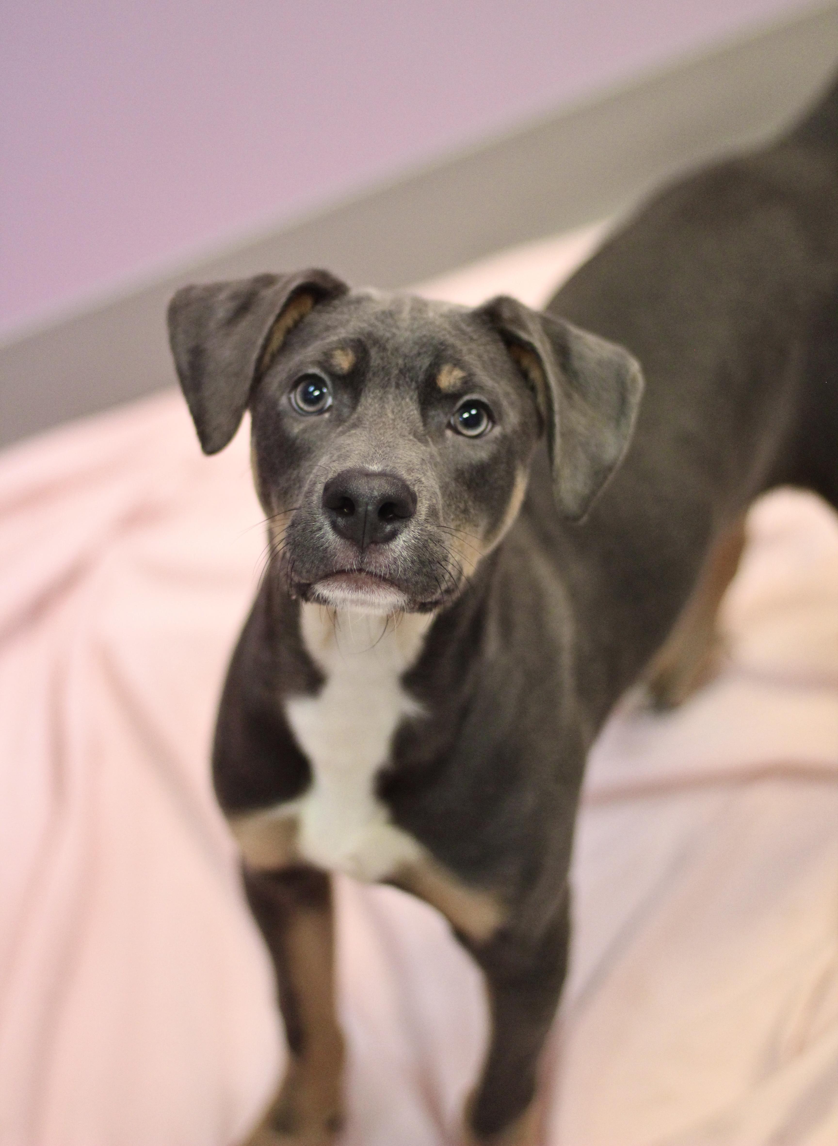 Nature’s Own in NH! Come Meet our Adoptable Dogs Wednesday-Saturday. More info in Bio!