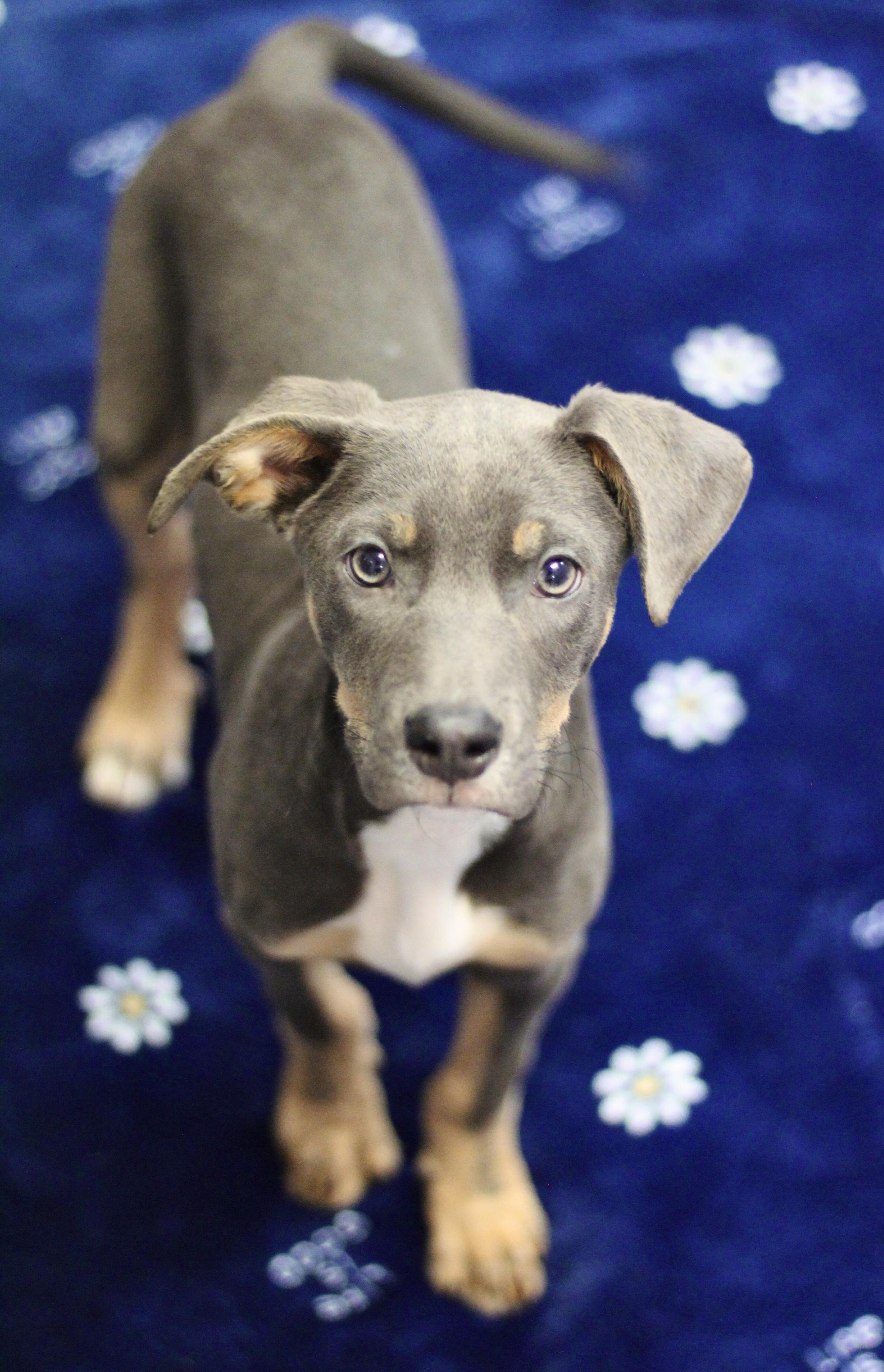 Nature’s Own in NH! Come Meet our Adoptable Dogs Wednesday-Saturday. More info in Bio!