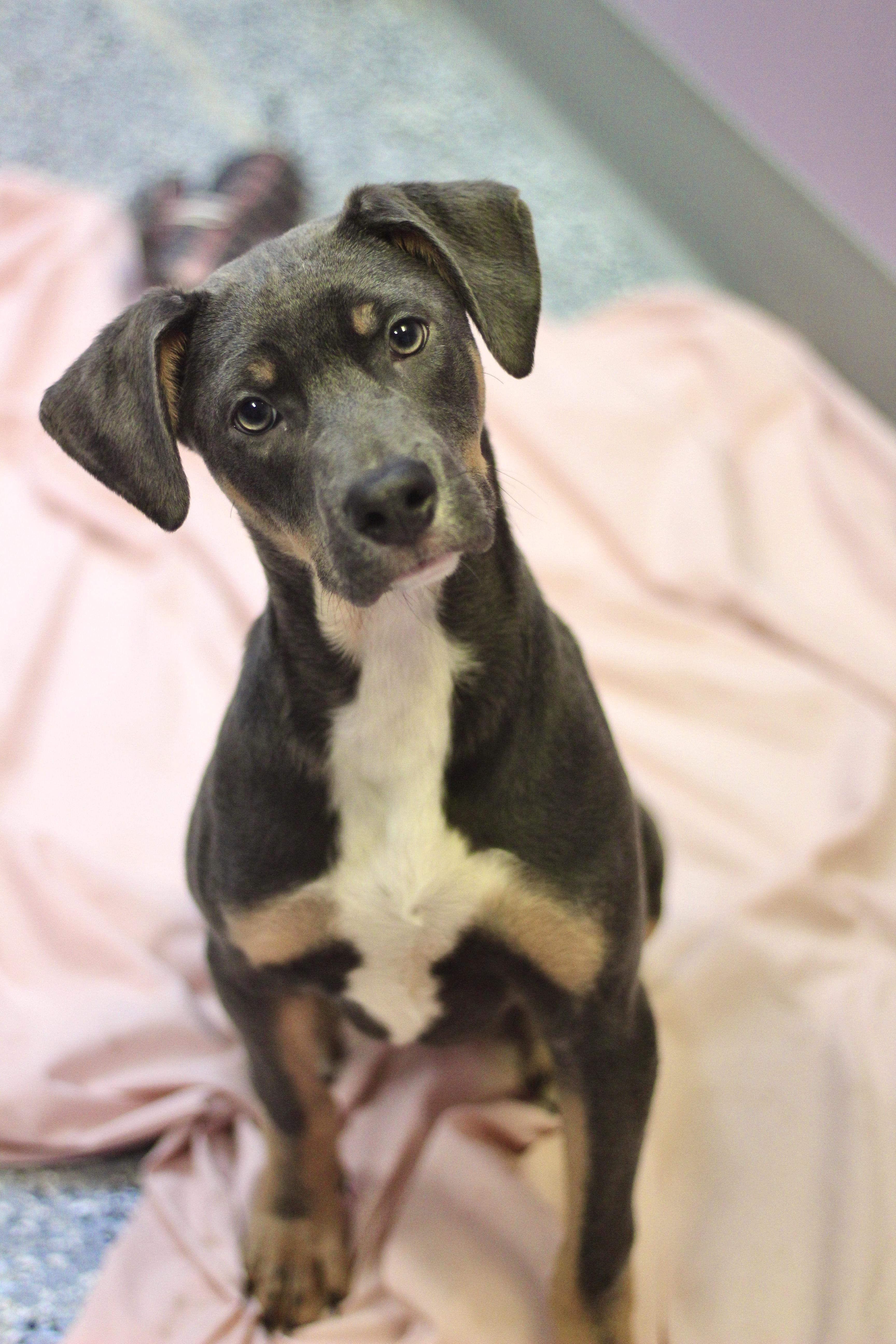 Nature’s Own in NH! Come Meet our Adoptable Dogs Wednesday-Saturday. More info in Bio!