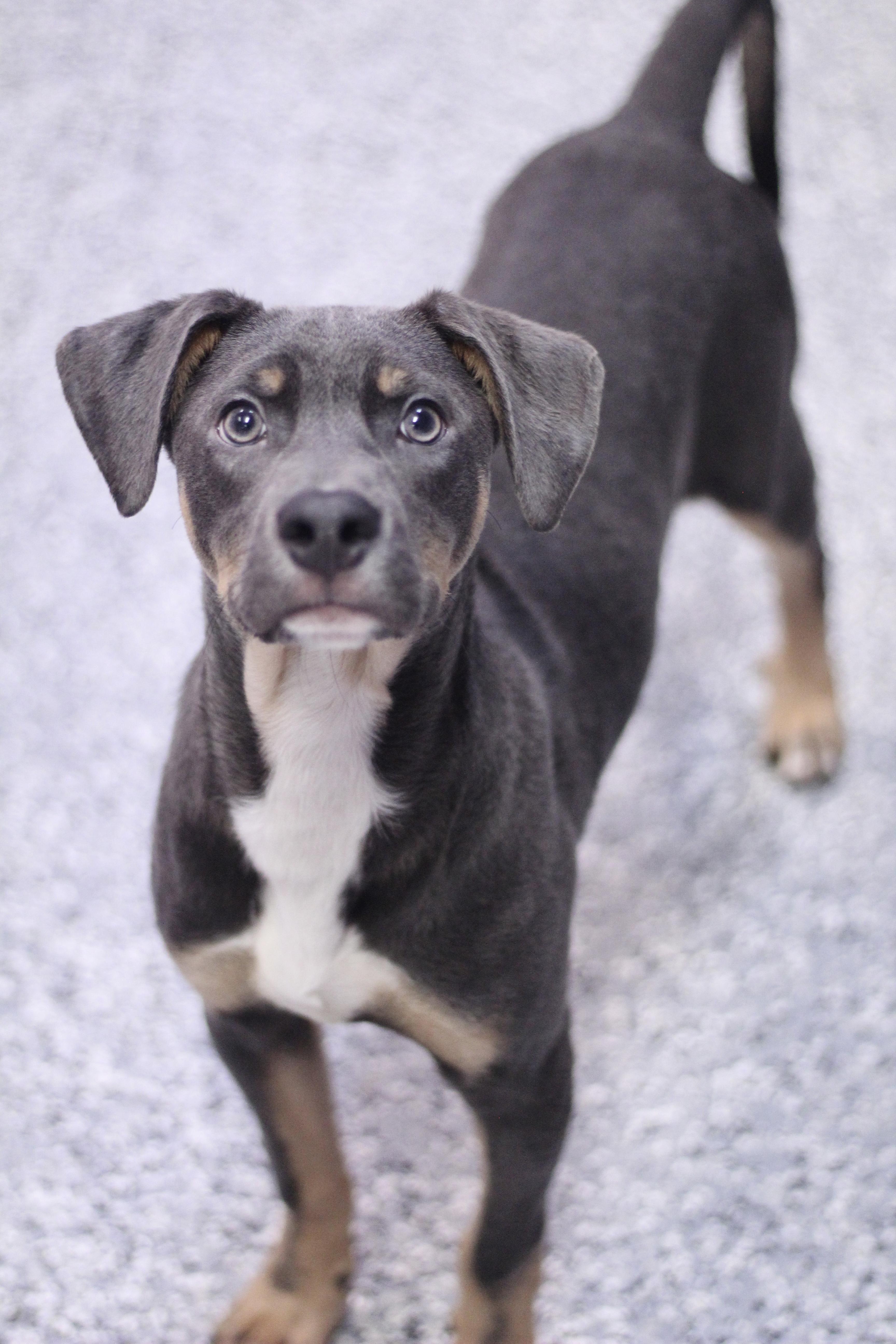 Nature’s Own in NH! Come Meet our Adoptable Dogs Wednesday-Saturday. More info in Bio!