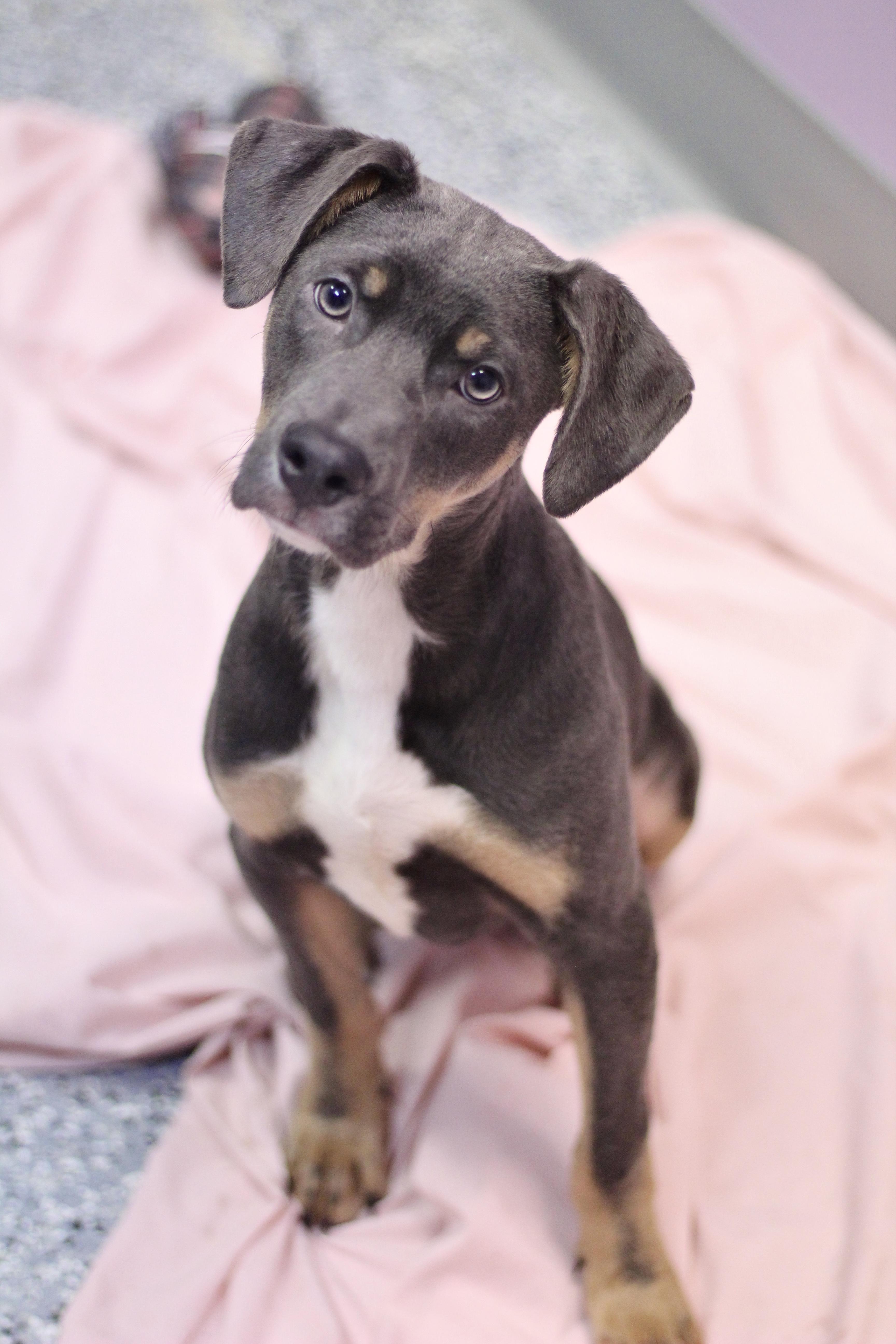 Nature’s Own in NH! Come Meet our Adoptable Dogs Wednesday-Saturday. More info in Bio!
