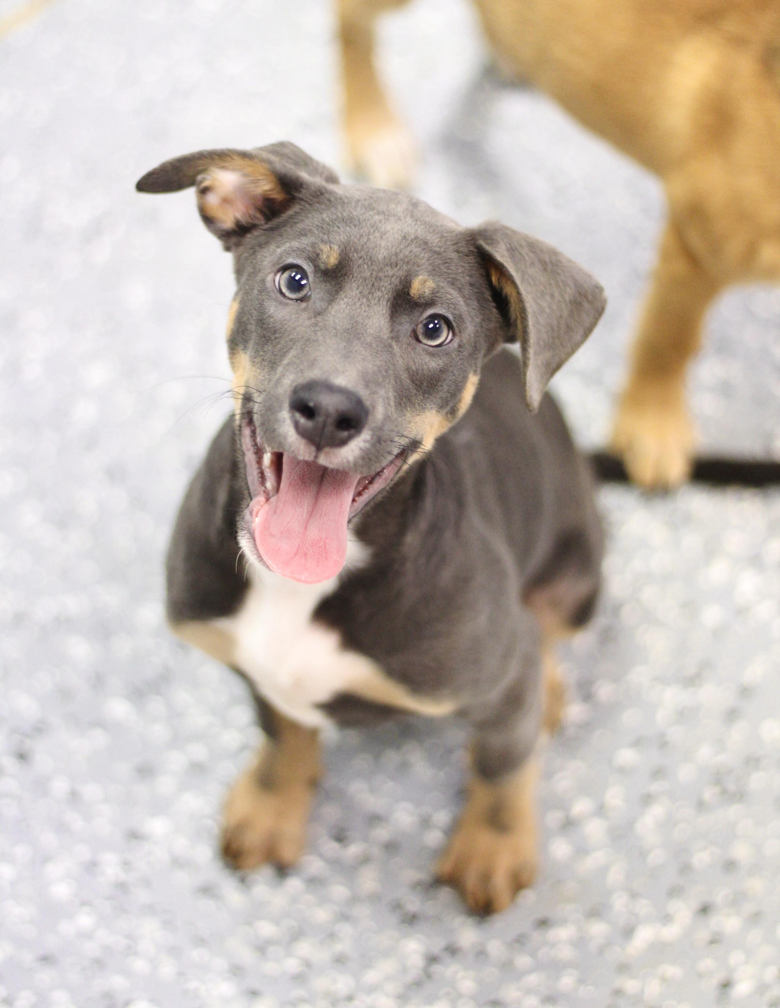 Nature’s Own in NH! Come Meet our Adoptable Dogs Wednesday-Saturday. More info in Bio!