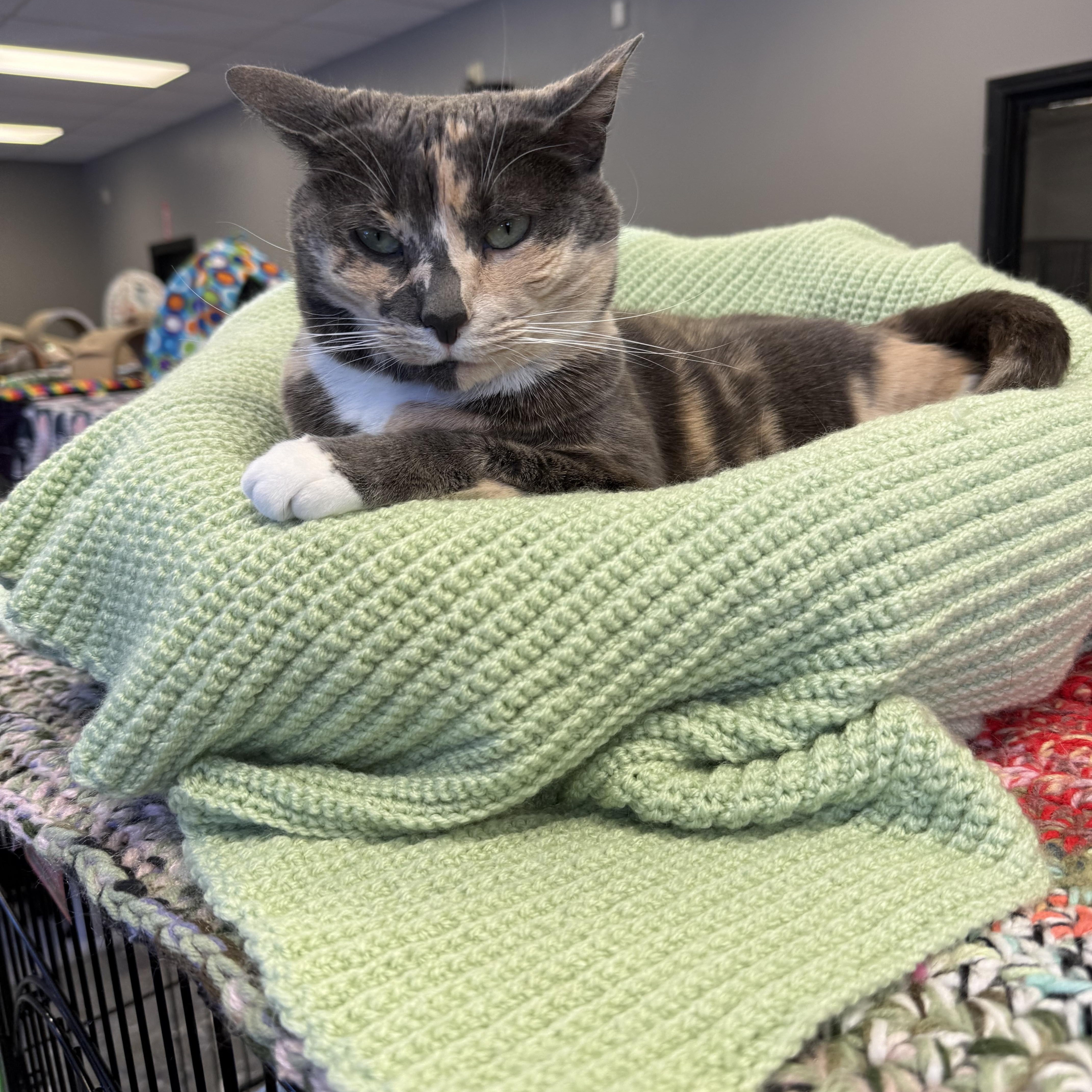 Derby, an adoptable Dilute Calico in Hamburg, NY image 2/3