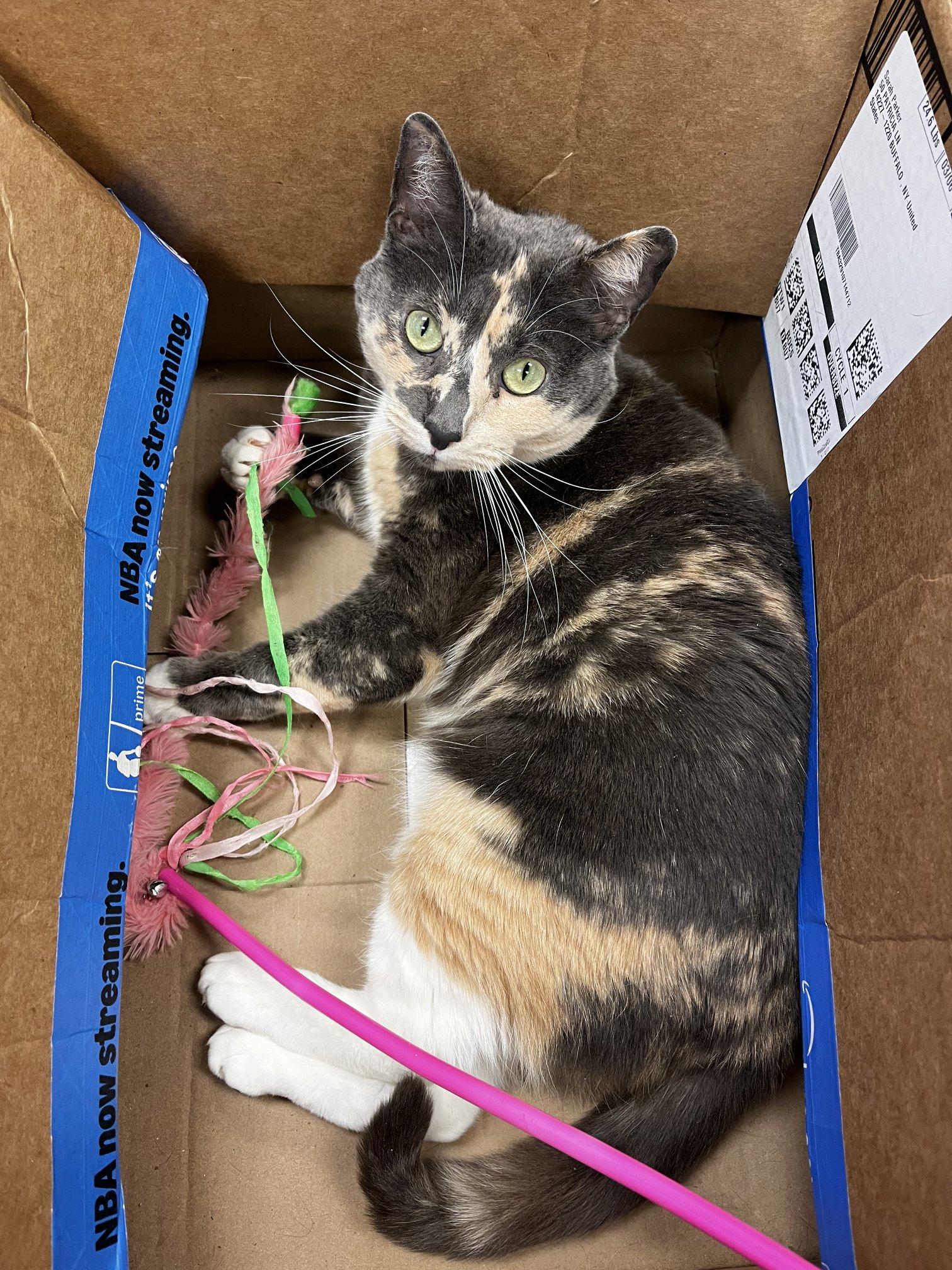 Derby, adoptable, Adult Female Dilute Calico.