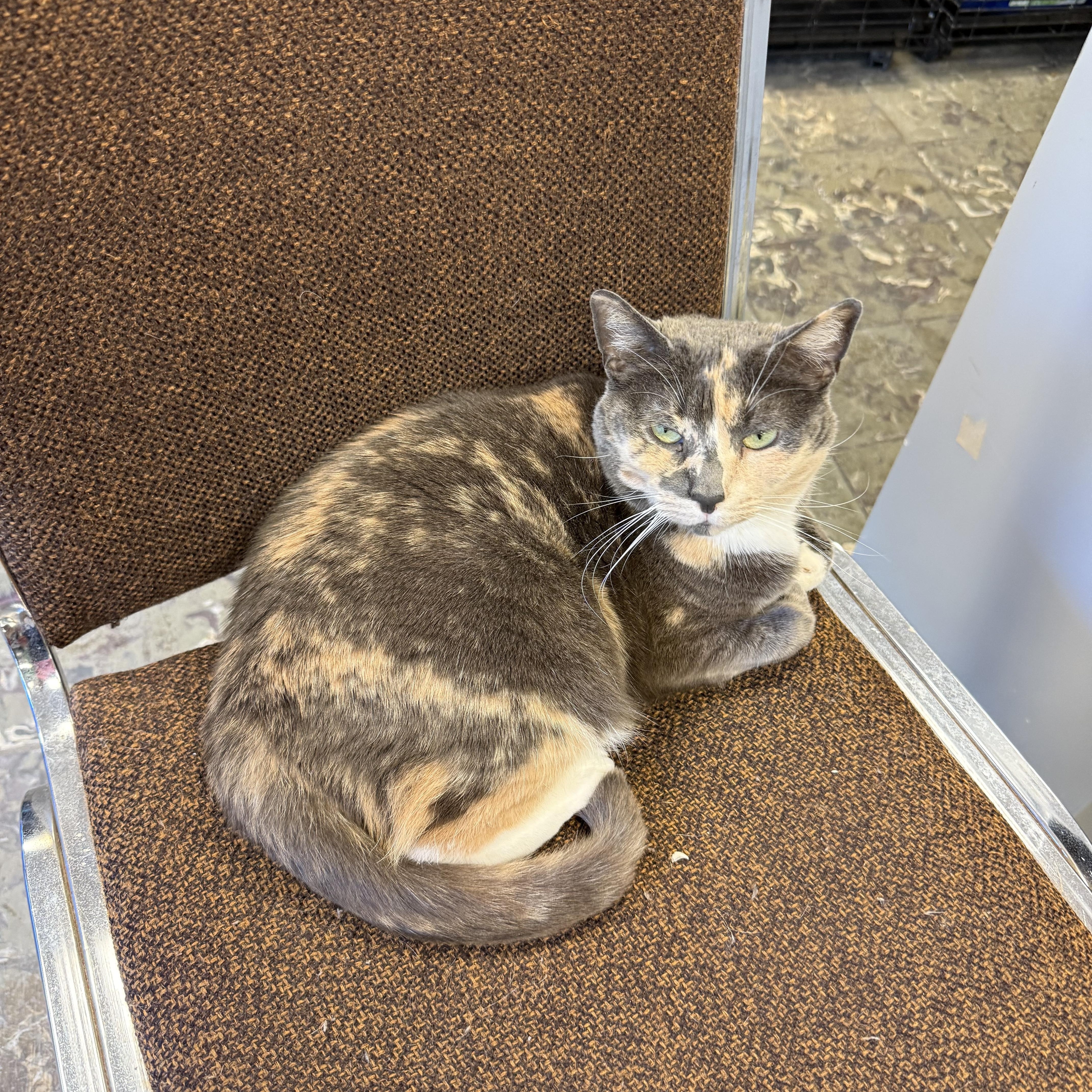 Derby, an adoptable Dilute Calico in Hamburg, NY image 3/3