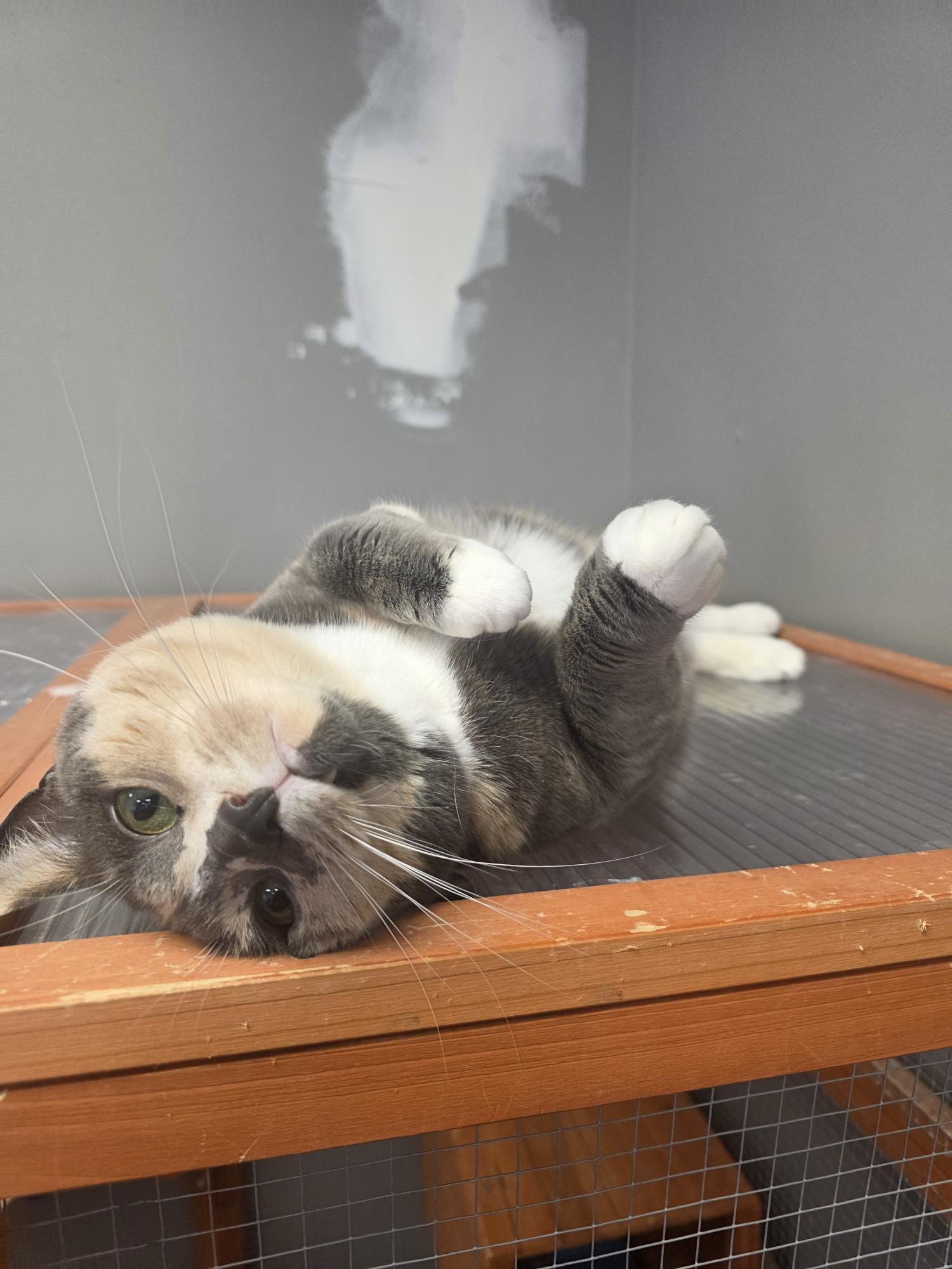 Enlarge Derby, an adoptable Dilute Calico in Hamburg, NY image 2/3