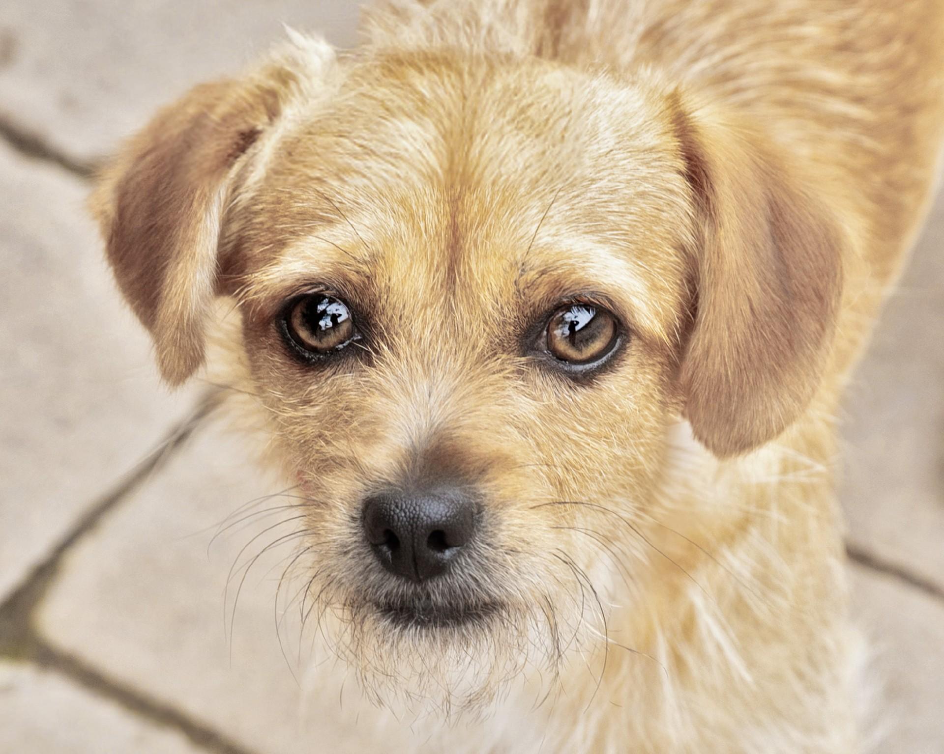 Enlarge Ruby, a Adoptable mixed breed in El Cajon, CA image 1/2