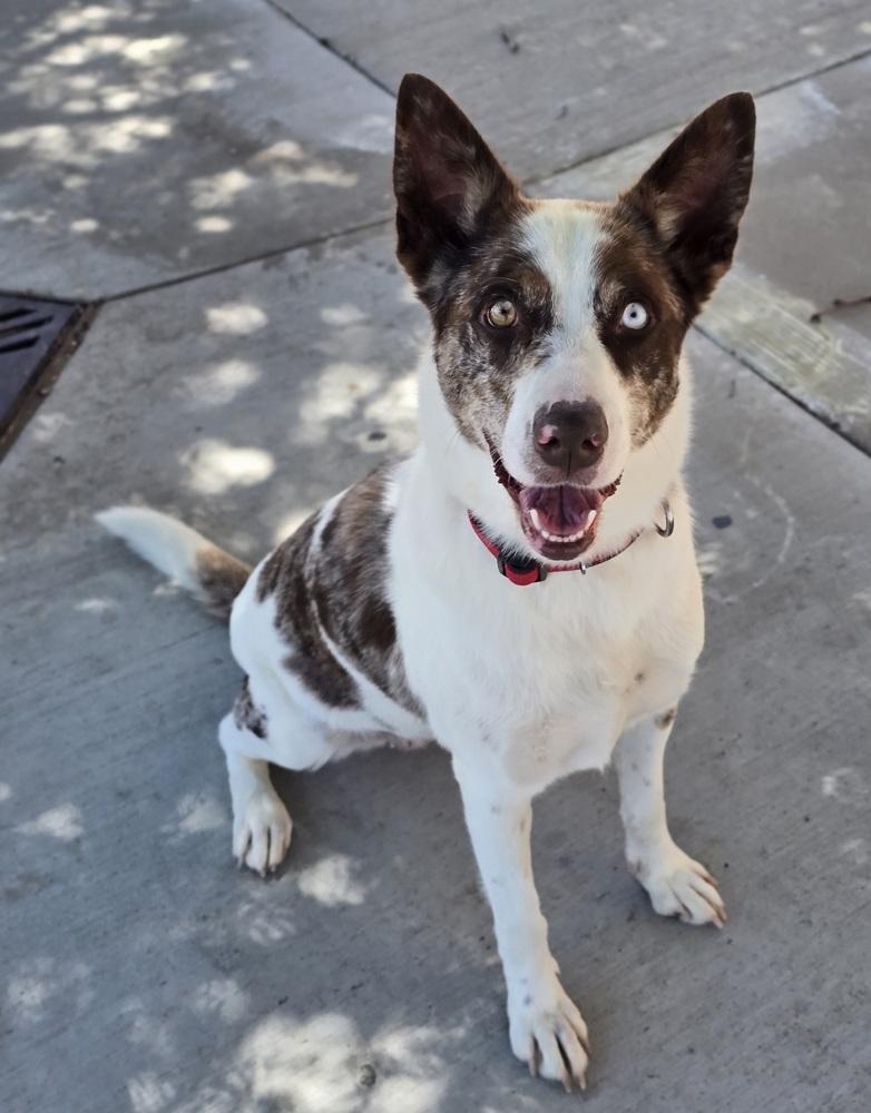 Molasses, a Adoptable mixed breed in Sedalia, CO image 1/6