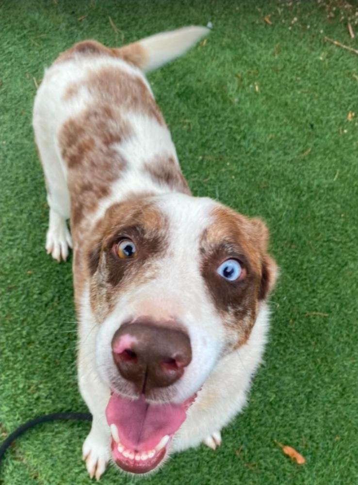 Molasses, a Adoptable mixed breed in Sedalia, CO image 2/6