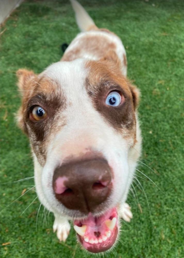 Molasses, a Adoptable mixed breed in Sedalia, CO image 3/6