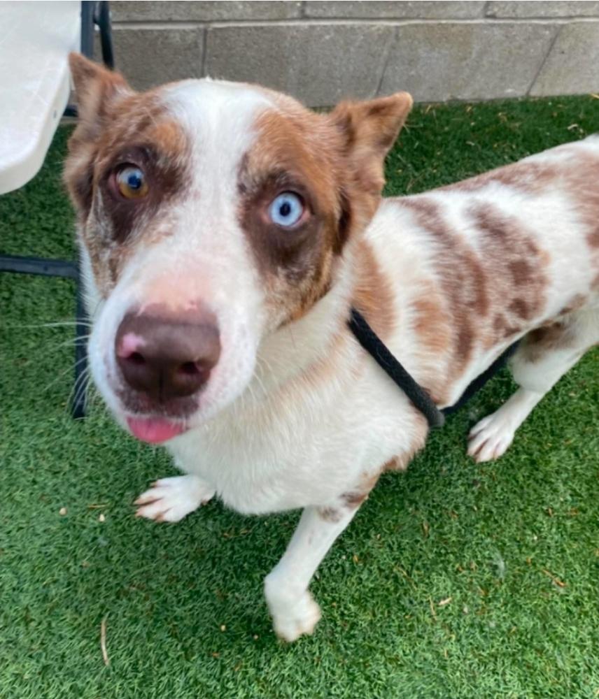 Molasses, a Adoptable mixed breed in Sedalia, CO image 4/6