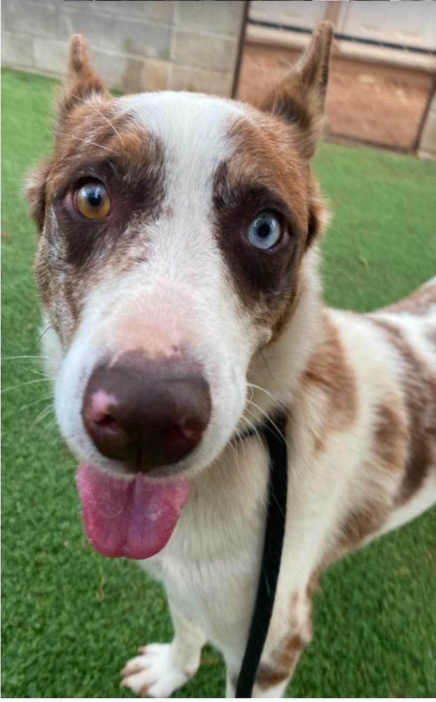 Molasses, a Adoptable mixed breed in Sedalia, CO image 5/6