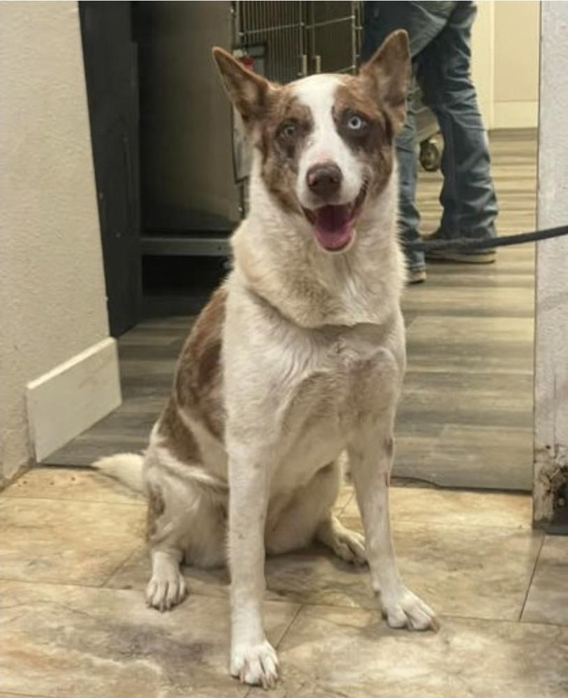 Molasses, a Adoptable mixed breed in Sedalia, CO image 6/6