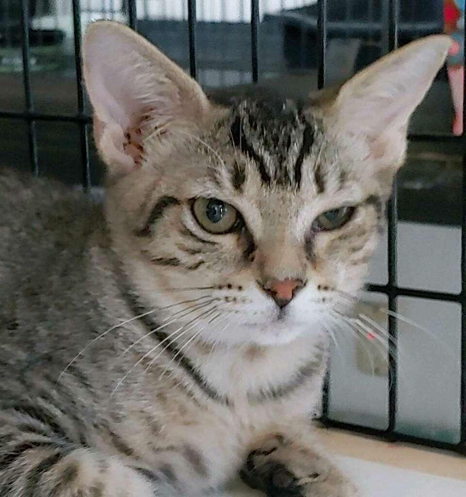 Precious, Adoptable, Young Female Domestic Short Hair.