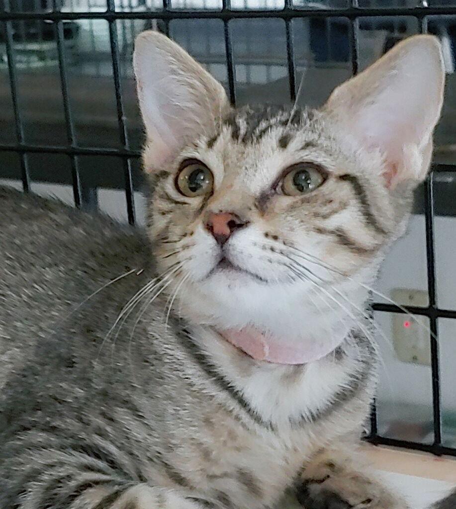 Precious, Adoptable, Young Female Domestic Short Hair.