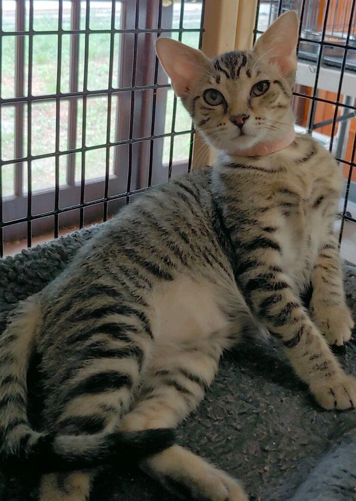 Enlarge Precious, a Adoptable Domestic Short Hair in Pompano Beach, FL image 3/3