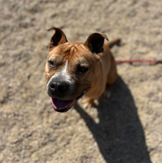 Dog for adoption Rufus, a Mixed Breed in Batavia, OH Petfinder