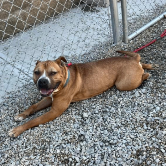 Dog for adoption Rufus, a Mixed Breed in Batavia, OH Petfinder