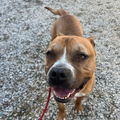 Dog for adoption Rufus, a Mixed Breed in Batavia, OH Petfinder