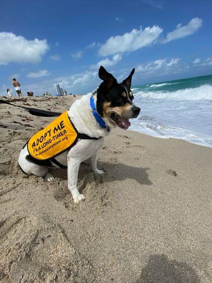 Enlarge Laya, a Adoptable mixed breed in North Miami Beach, FL image 1/3