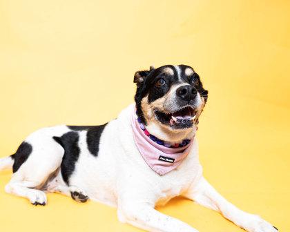 Enlarge Laya, a Adoptable mixed breed in North Miami Beach, FL image 2/3