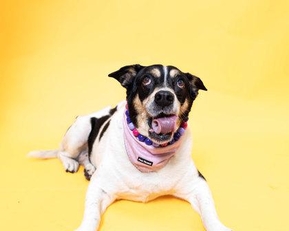 Laya, Adoptable, Senior Female Terrier & Mixed Breed.