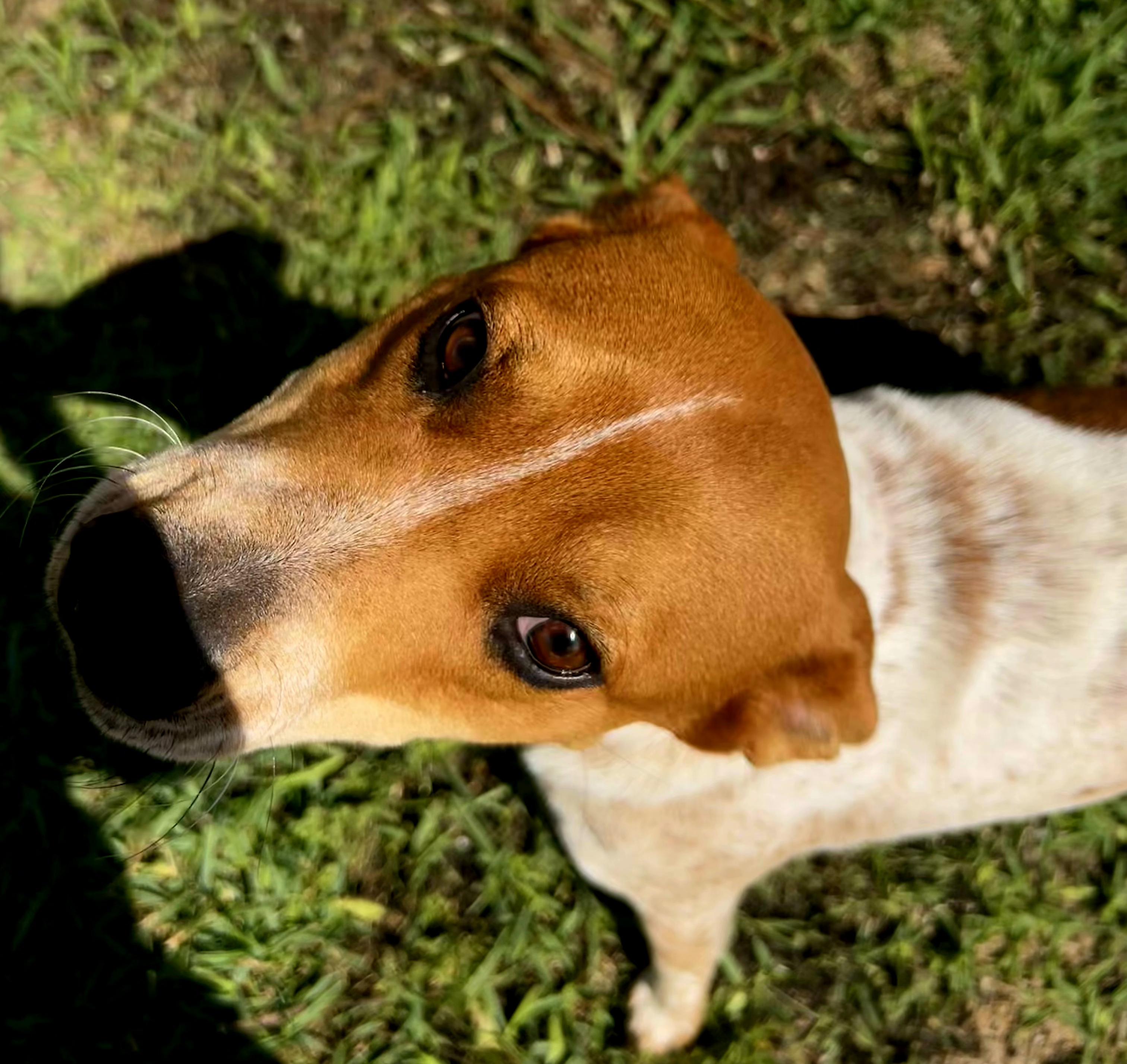 Pumba - VT, Adoptable, Adult Male Australian Shepherd.