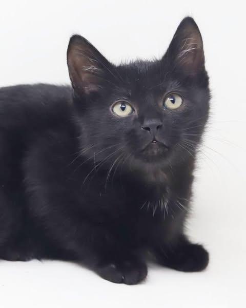 Twain is a TEENY tot - lover boy, Adoptable, Kitten Male Bombay.