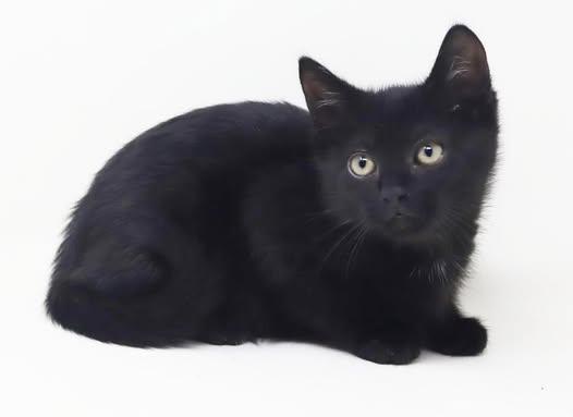 Enlarge Twain is a TEENY tot - lover boy, a Adoptable Bombay in Bedford Hills, NY image 6/6