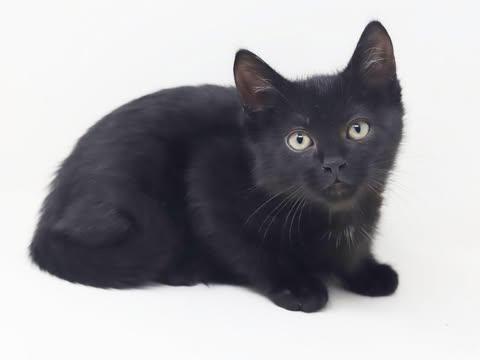 Enlarge Twain is a TEENY tot - lover boy, a Adoptable Bombay in Bedford Hills, NY image 2/6