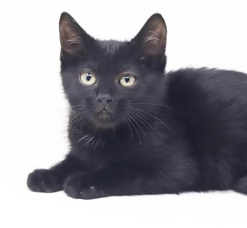 Enlarge Twain is a TEENY tot - lover boy, a Adoptable Bombay in Bedford Hills, NY image 3/6