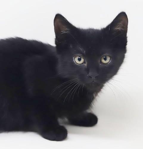 Enlarge Twain is a TEENY tot - lover boy, a Adoptable Bombay in Bedford Hills, NY image 5/6