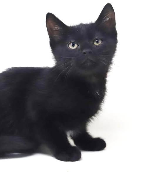 Enlarge Twain is a TEENY tot - lover boy, a Adoptable Bombay in Bedford Hills, NY image 4/6