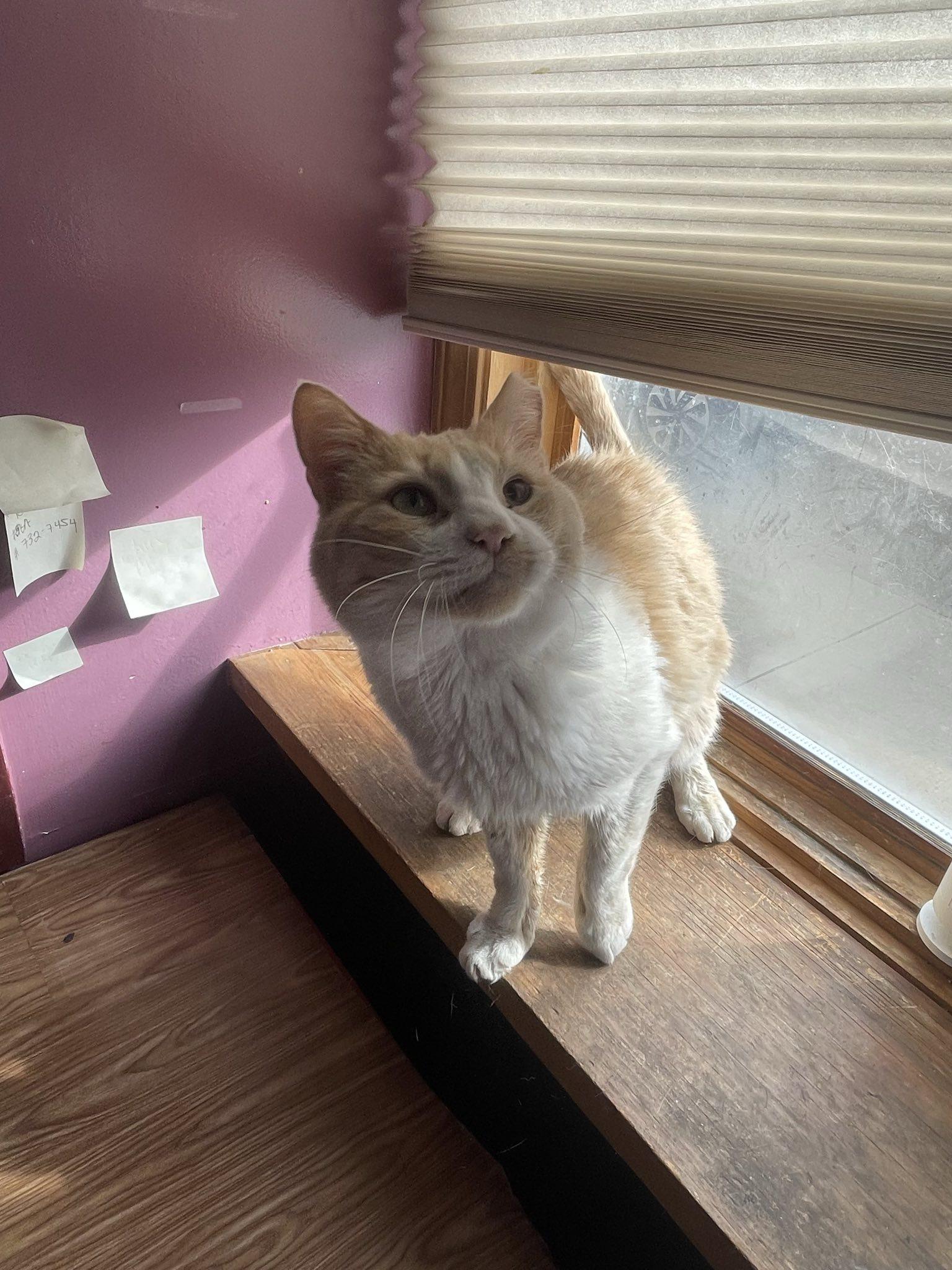 Enlarge Charlie, a Adoptable Tabby in Penfield, NY image 2/6