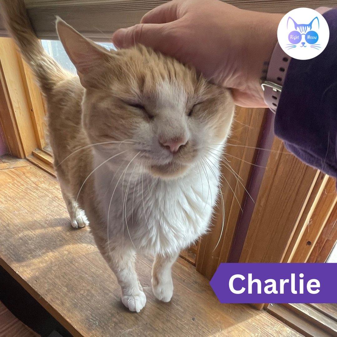 Enlarge Charlie, a Adoptable Tabby in Penfield, NY image 1/6