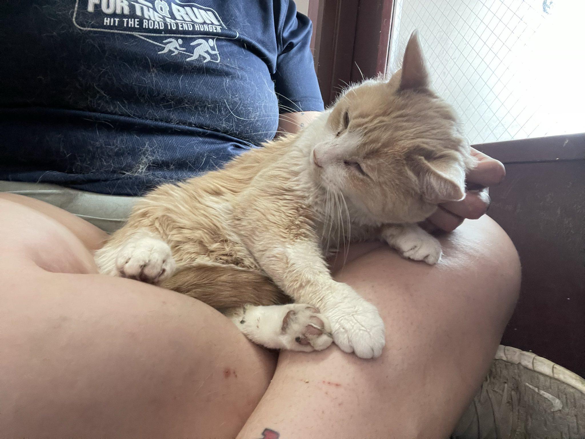 Enlarge Charlie, a Adoptable Tabby in Penfield, NY image 5/6