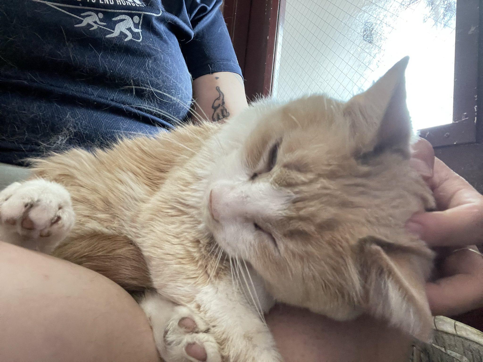 Enlarge Charlie, a Adoptable Tabby in Penfield, NY image 3/6