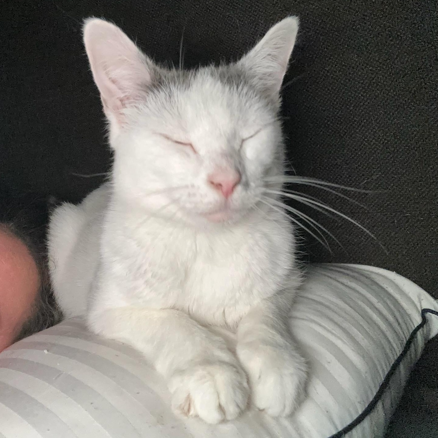 Mama Bear, ADOPTABLE, Adult Female Domestic Short Hair.