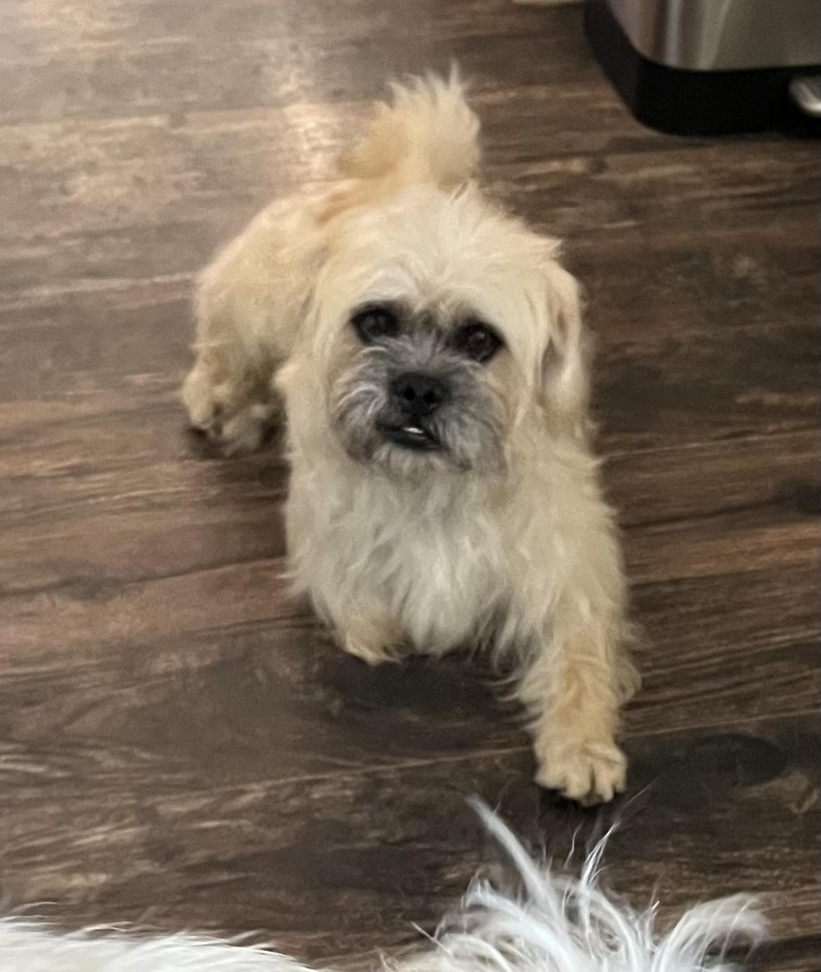 Sweet Boys Penn and Teller, an adoptable Brussels Griffon in Redding, CA, 96002 | Photo Image 1