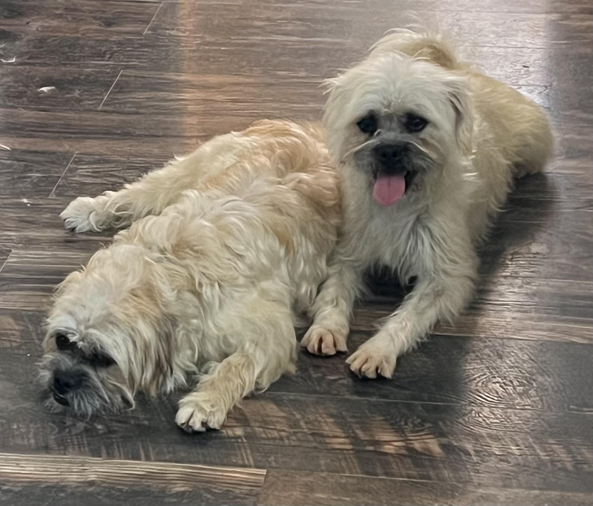 Sweet Boys Penn and Teller, an adoptable Brussels Griffon in Redding, CA, 96002 | Photo Image 2