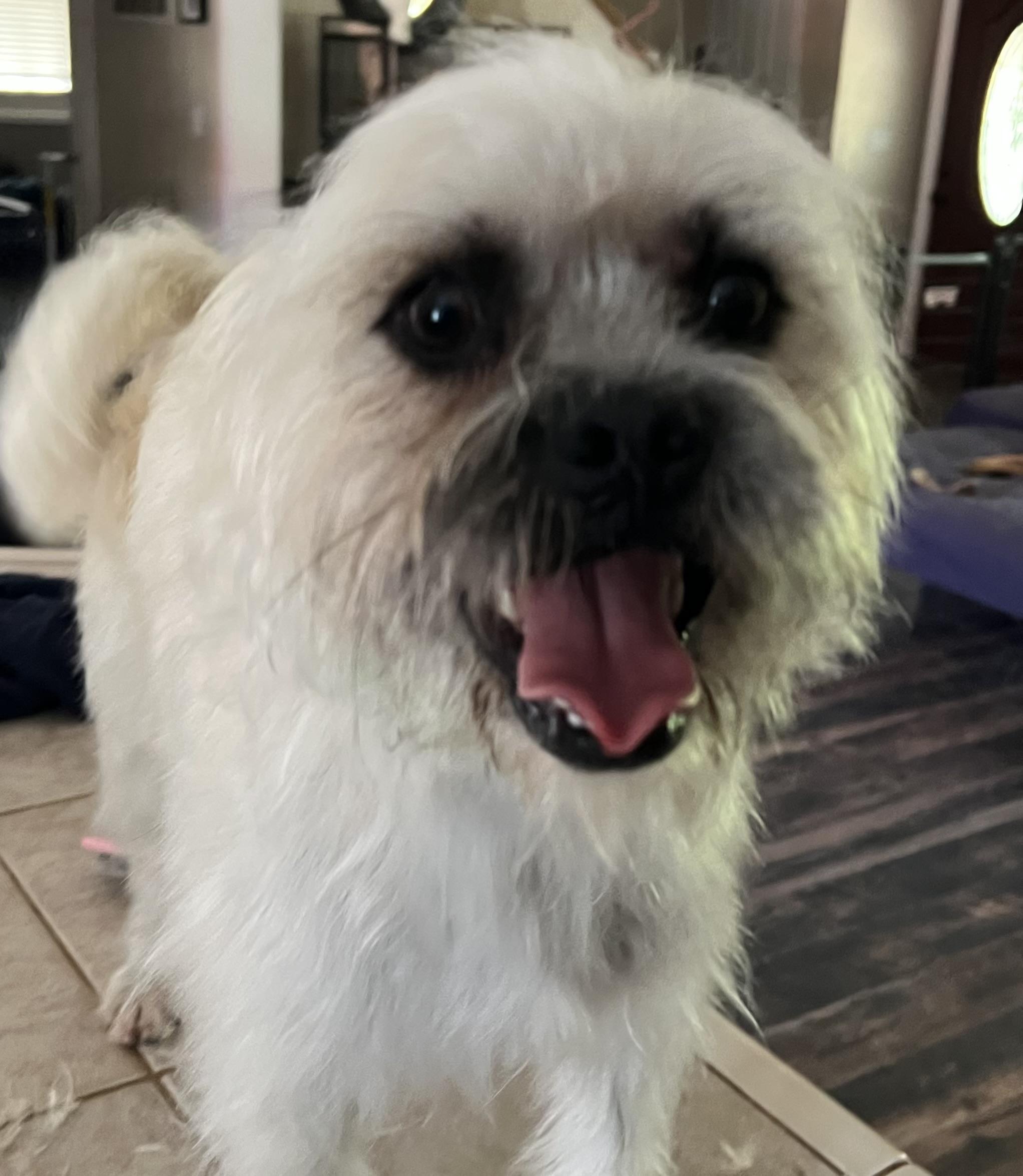 Sweet Boys Penn and Teller, an adoptable Brussels Griffon in Redding, CA, 96002 | Photo Image 3