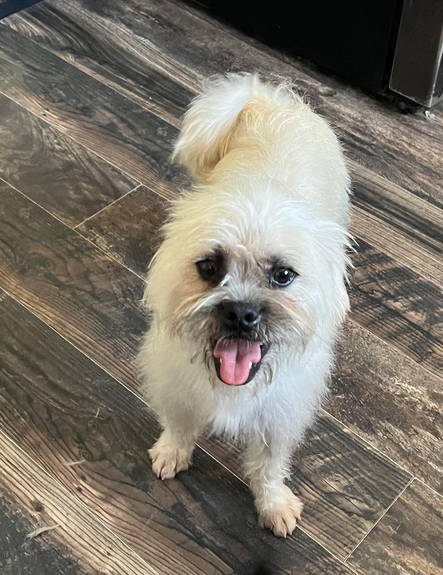 Sweet Boys Penn and Teller, an adoptable Brussels Griffon in Redding, CA, 96002 | Photo Image 4