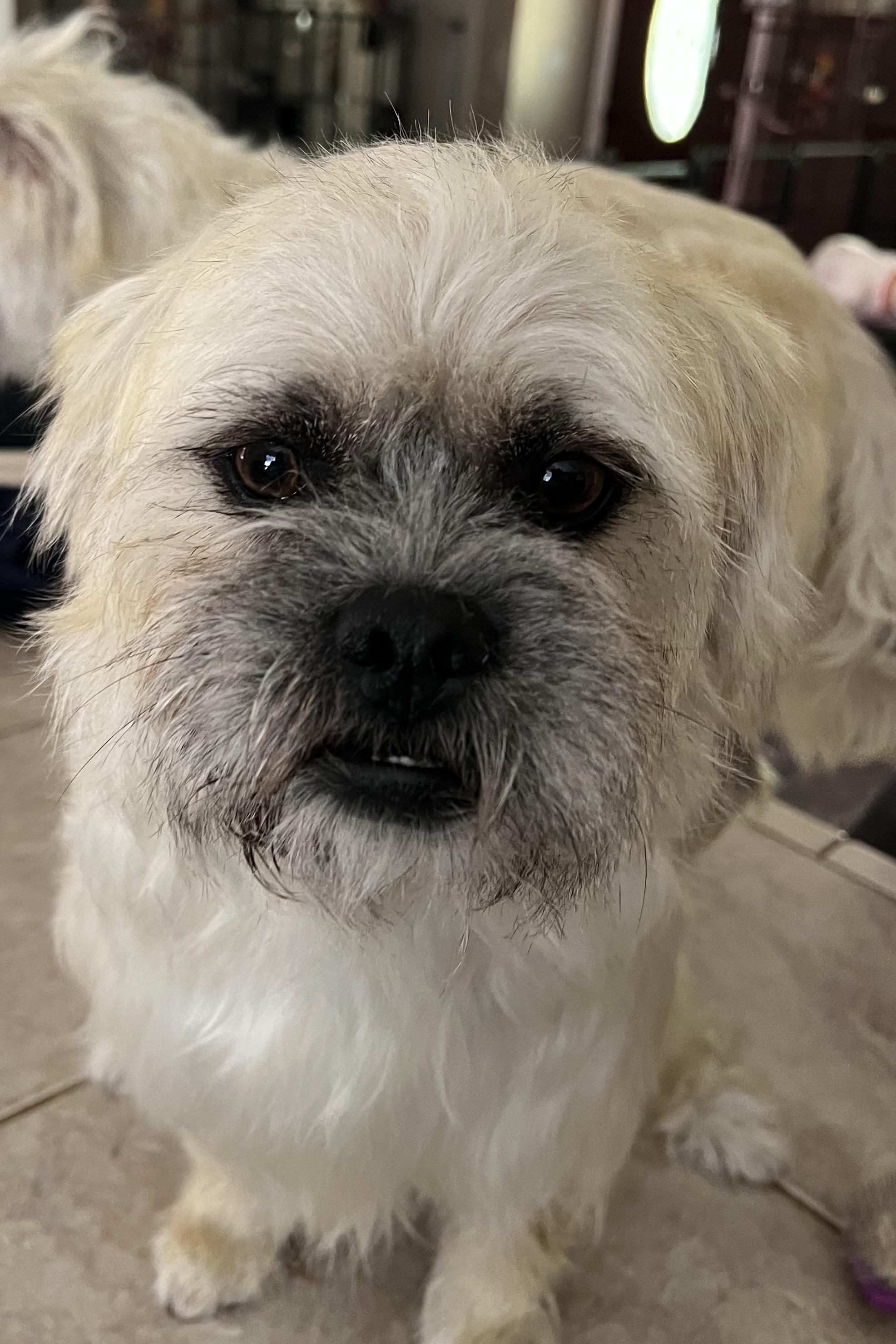 Sweet Boys Penn and Teller, an adoptable Brussels Griffon in Redding, CA, 96002 | Photo Image 5